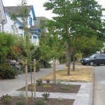 newly planted street trees