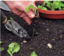 Planting a seedling in the ground