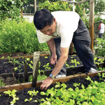 Man gardening in raised bed