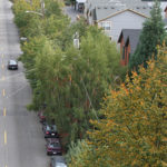 Trees stand next to a street. Some cars are on the road. Some houses are in the background.