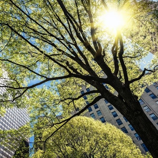 A tall tree with bright green leaves covers a building in the background. The sun peaks through the leaves.