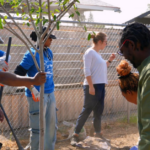 People gathered planting trees