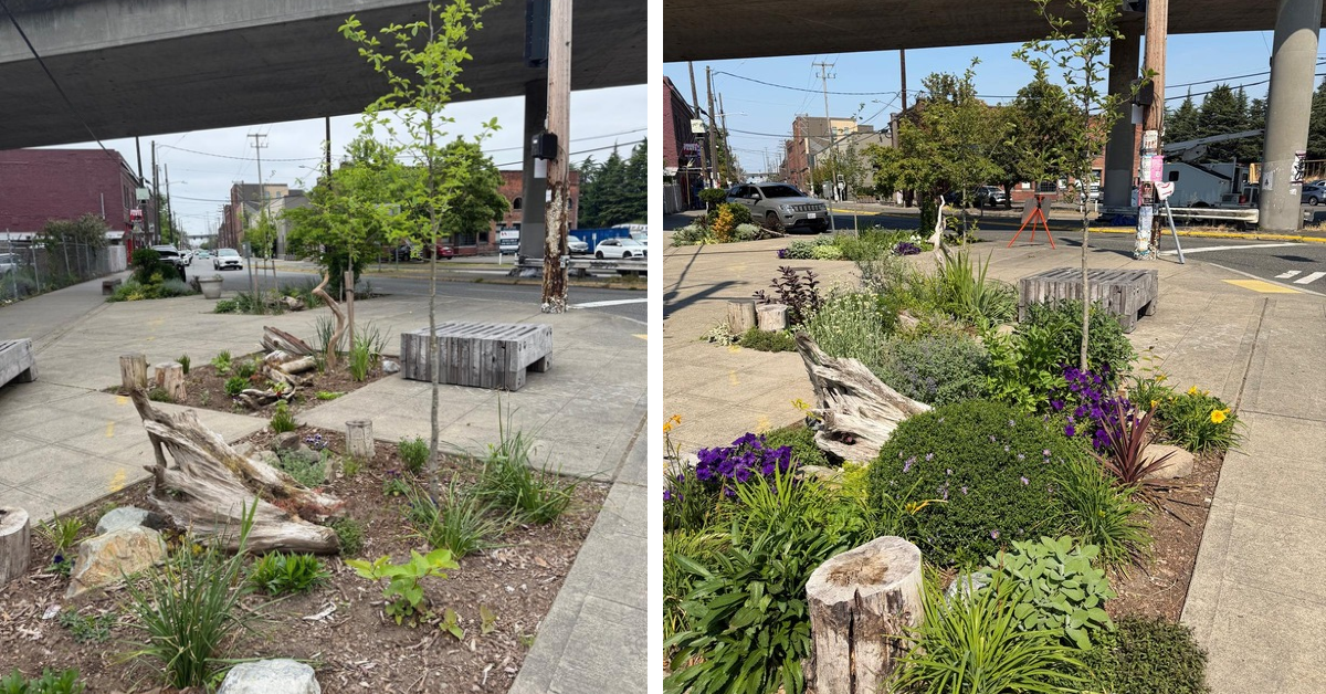 Greener, Cooler, Healthier: Transforming pavement into trees and plants in the Duwamish Valley